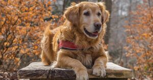 Therapy dog wearing a harness