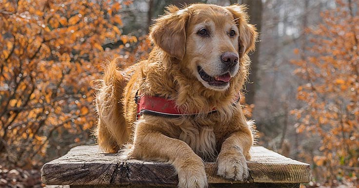 Therapy dog wearing a harness