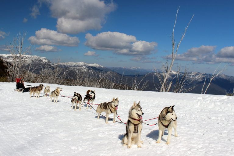 Huskies pulling a sled through the snow
