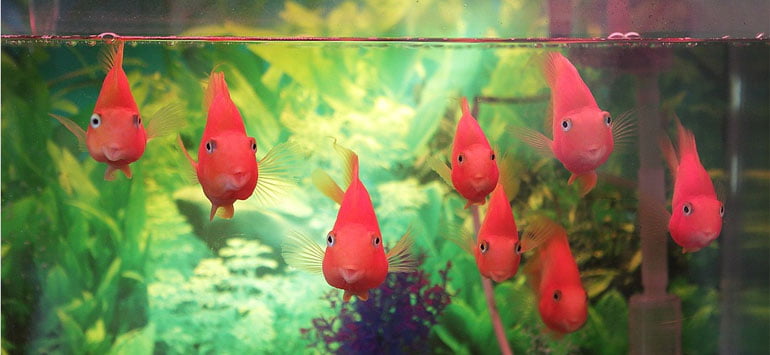 Goldfish swimming in a fishtank
