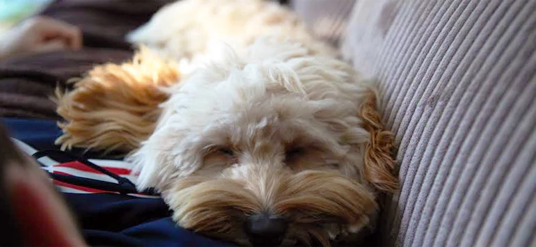 Therapy dog lying on a man's chest