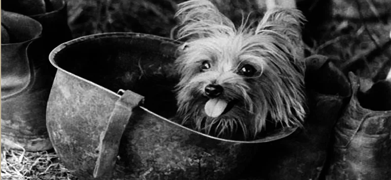 Smokey the world's first therapy dog sitting in a helmet