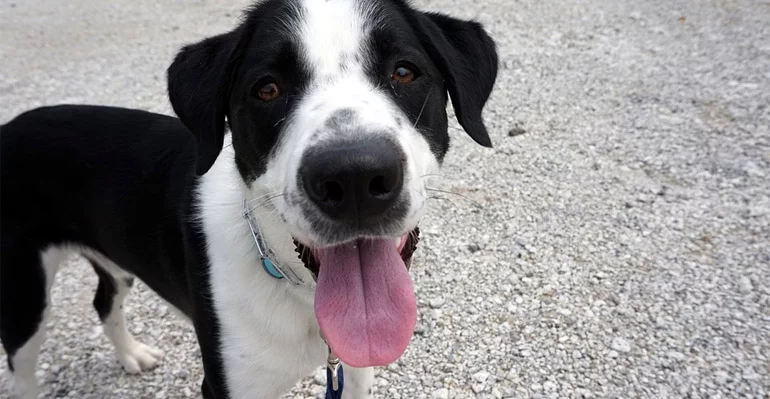 Black and white therapy dog