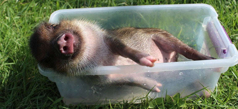 A piglet lying down in a container